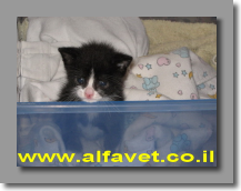 פיגארו הגורון פיגארו הגורון